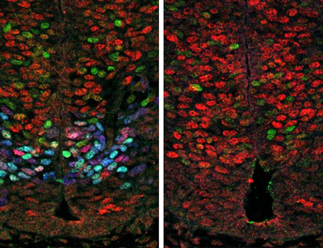 Left: Olig2 expression (blue) results in reduced Hes gene expression (red) and increased motor neuron formation (green) in the developing mouse spinal cord. Right: in the absence of Olig2, Hes expression increases and motor neuron formation decreases.