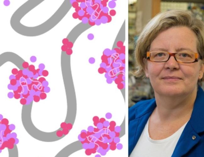 A side by side image with Xist illustration on left and Kathrin Plath on the right