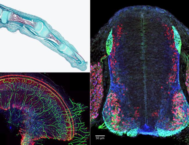 A selection of winning images from the Center's 2019 microscopy contest. 
