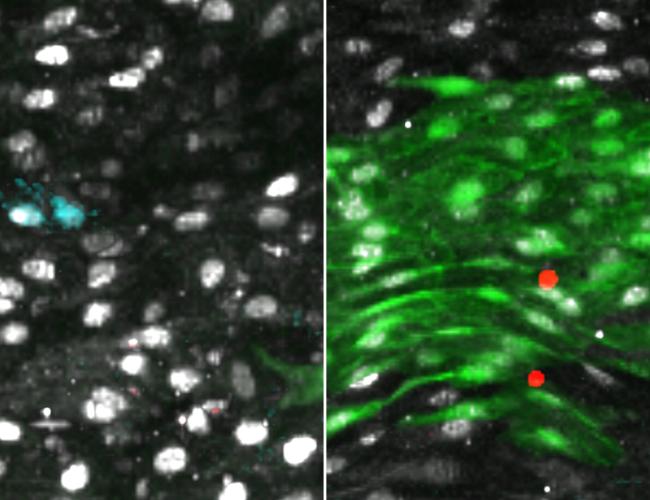 Upon endothelial injury, a subpopulation of previously inactive cells (left) that expressed high levels of Atf3 are triggered to regenerate (green, right).