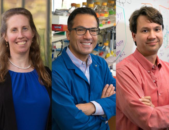 Dr. Brigitte Gomperts, Dr. Siavash Kurdistani and William Lowry have been appointed associate directors of the UCLA Broad Stem Cell Research Center.