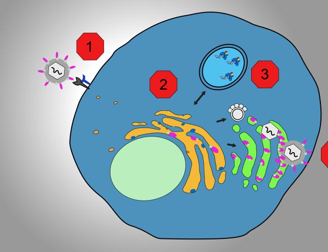 Steps of a virus growth cycle illustration.