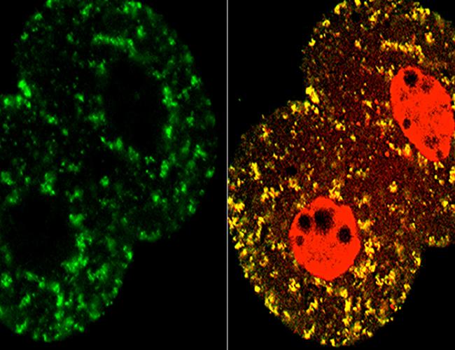 Migration of TCA cycle protein from the mitochondria (left, green) to the nuclei (right, red) in the two-cell stage mouse embryo.