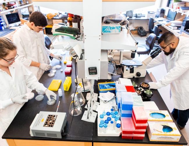 Researchers in the lab of CIRM grantee Dr. Donald Kohn