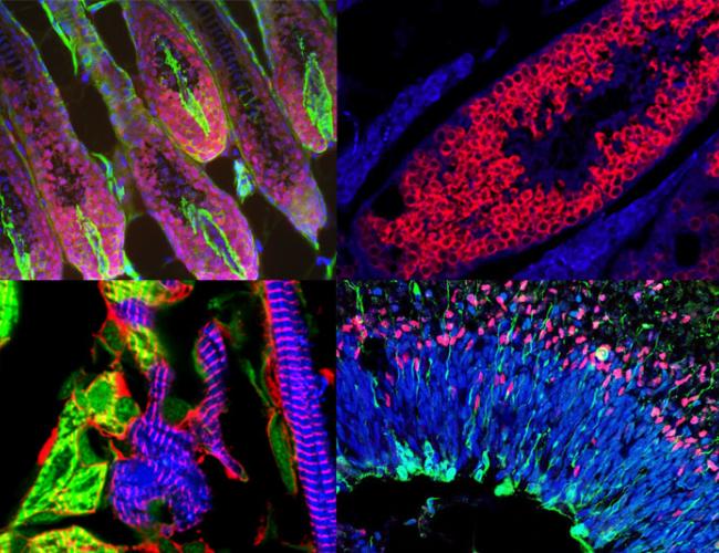 Striking images from CORE microscopy contest