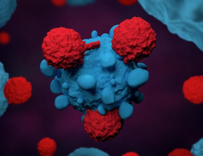 Artist’s rendering of T cells attacking a cancer cell. 