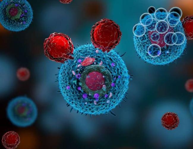 A computer rendering of T cells attacking cancer cells. 