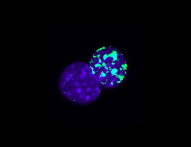 Immunoflurescence staining shows the asymmetric chromatin structure during cell reprogramming. | Credit: Yang Song
