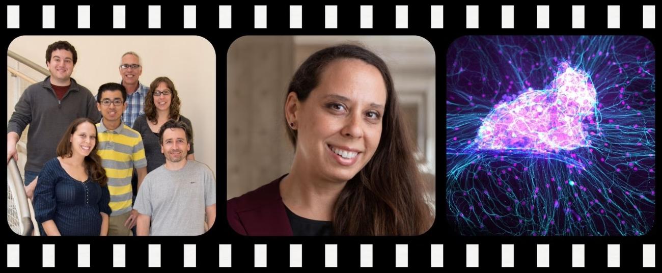 Dr. Lydia Daboussi with her research lab group on a staircase, in a professional portrait, and a fluorescence microscopy image of primary sensory neurons with glowing pink and teal fiber networks.