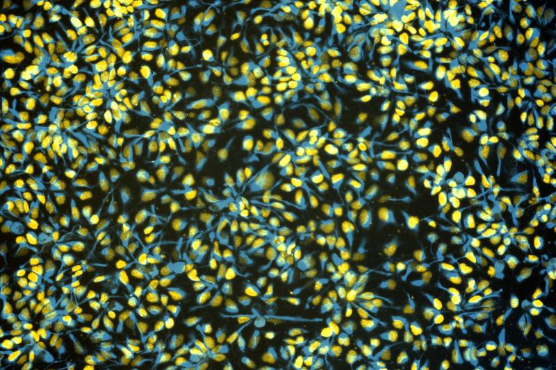 Fluorescence microscopy image of human stem cell-derived neural progenitor cells in a cell village.