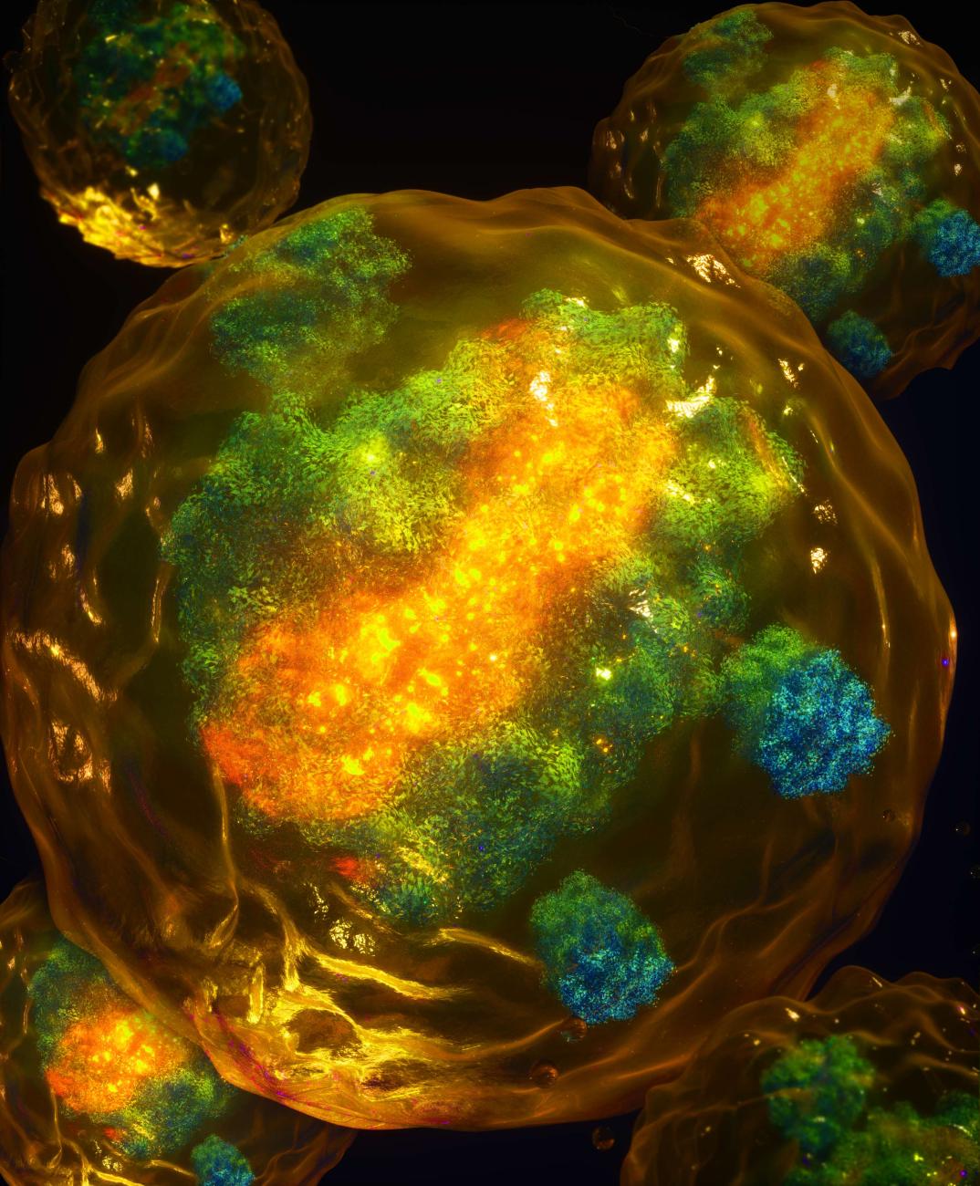 An artistic representation of the newly discovered trans-action by XIST, showing the X chromosome (yellow) and the extended and dispersed distribution of XIST (green) across the X chromosome and beyond, i.e. to autosomes, as seen with microscopy.