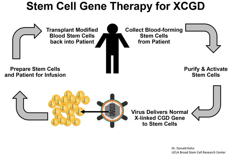 Stem cell gene therapy explanatory diagram.