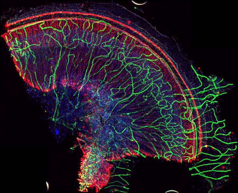 Leica Prize Miscroscopy 2019