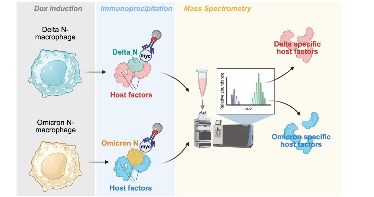 Schematic comparing SARS-CoV-2 Delta and Omicron responses in macrophages. Delta N–expressing and Omicron N–expressing macrophages undergo immunoprecipitation. The resulting protein complexes are analyzed by mass spectrometry, revealing variant-specific host factors.