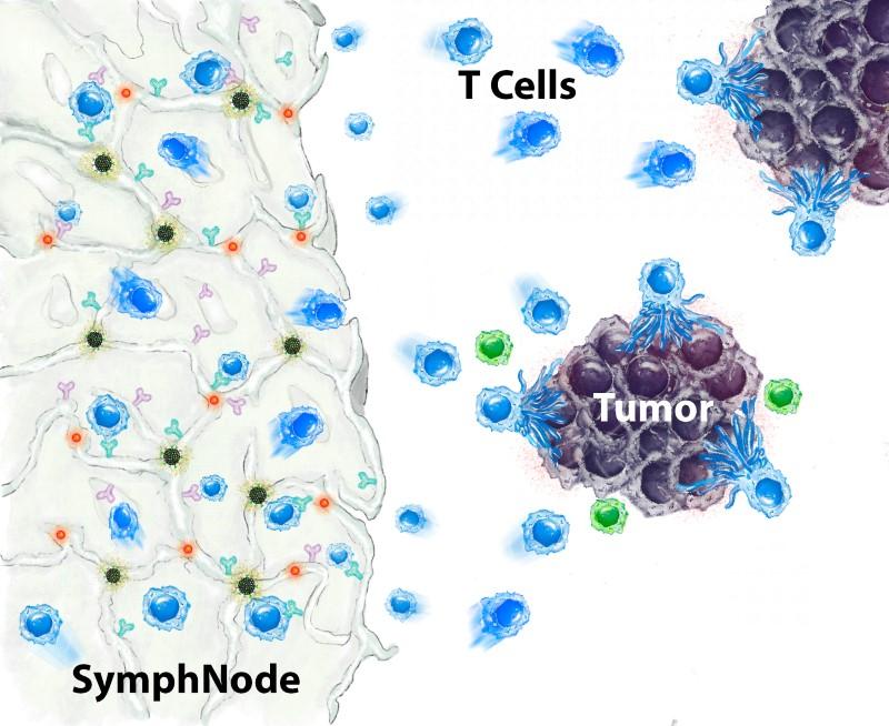 The SymphNode device (left), contains nanoparticles (red dots) that release a drug that blocks the activity of regulatory T cells (green), which suppress the body’s response to solid tumors. At the same time, the SymphNode’s microparticles (black dots) attract and beef up cancer-fighting T cells.