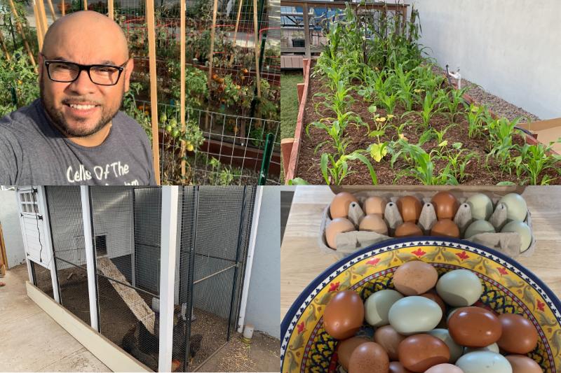 a four photo collage of Anthony Covarrubias and his home garden and chickens