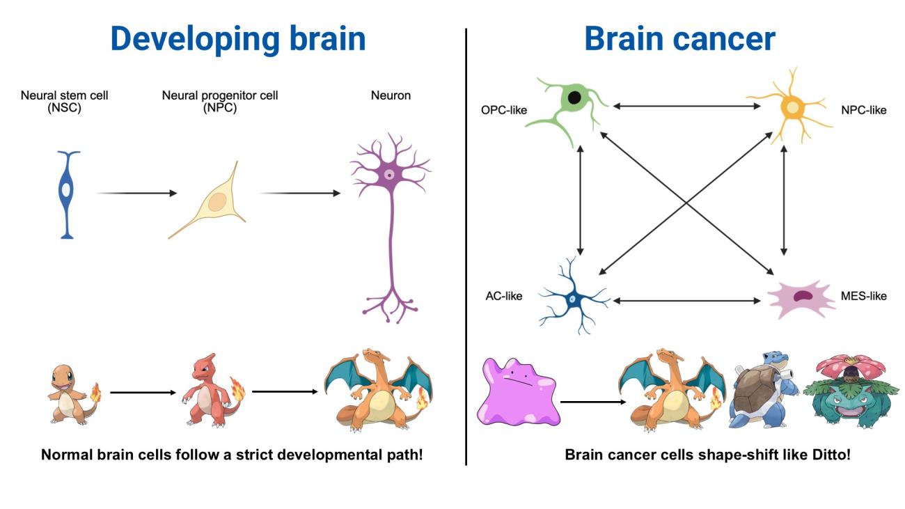 Diagram comparing normal brain development to brain cancer cell plasticity. Left: linear stem cell → progenitor → neuron path, illustrated with Charmander evolving into Charizard, captioned "Normal brain cells follow a strict developmental path!" Right: four cancer cell states (OPC-like, NPC-like, AC-like, MES-like) interconverting via bidirectional arrows, illustrated with Ditto transforming into Charizard, Blastoise, and Venusaur, captioned "Brain cancer cells shape-shift like Ditto!"