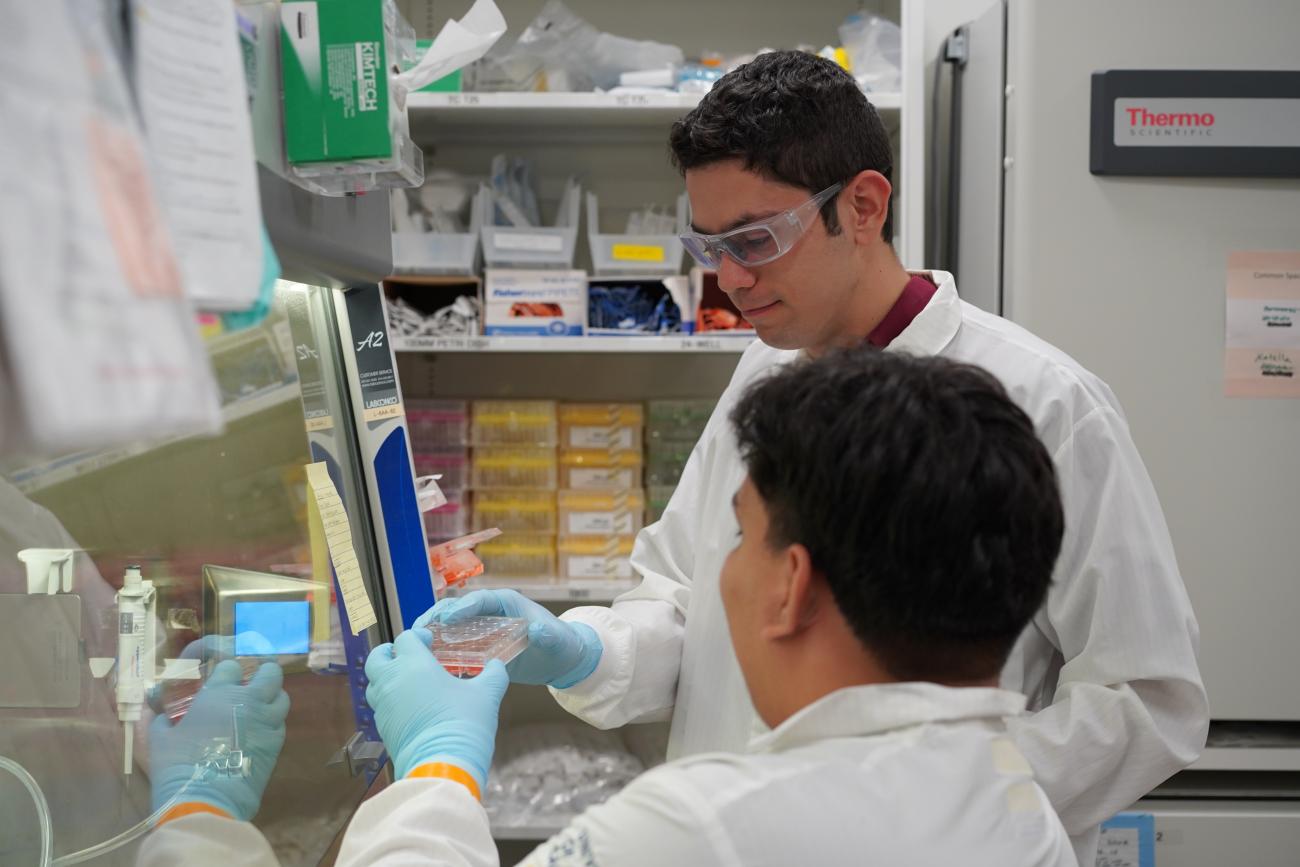 two male scientists in a lab passing cell cultures