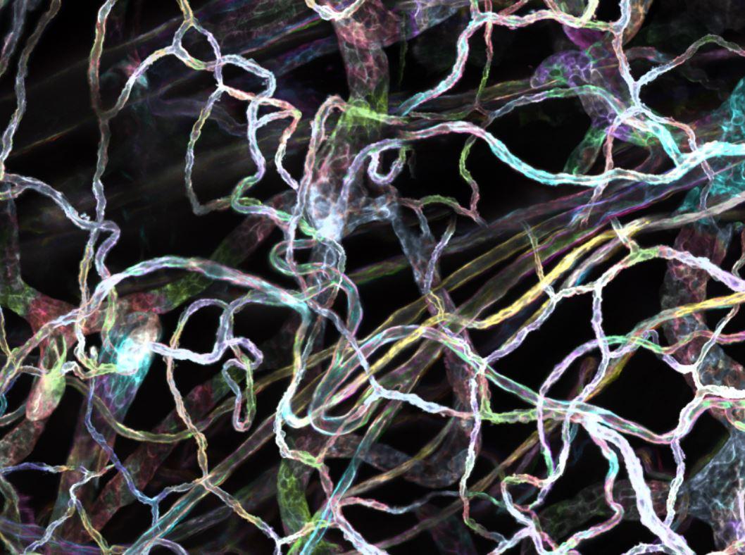 A color-coded depth projection allowing for the visualization of the murine skin vascular network. Capillaries (small diameter vessels) are the closest to the skin surface while arteries and veins (large diameter) are found in the deeper layers.
