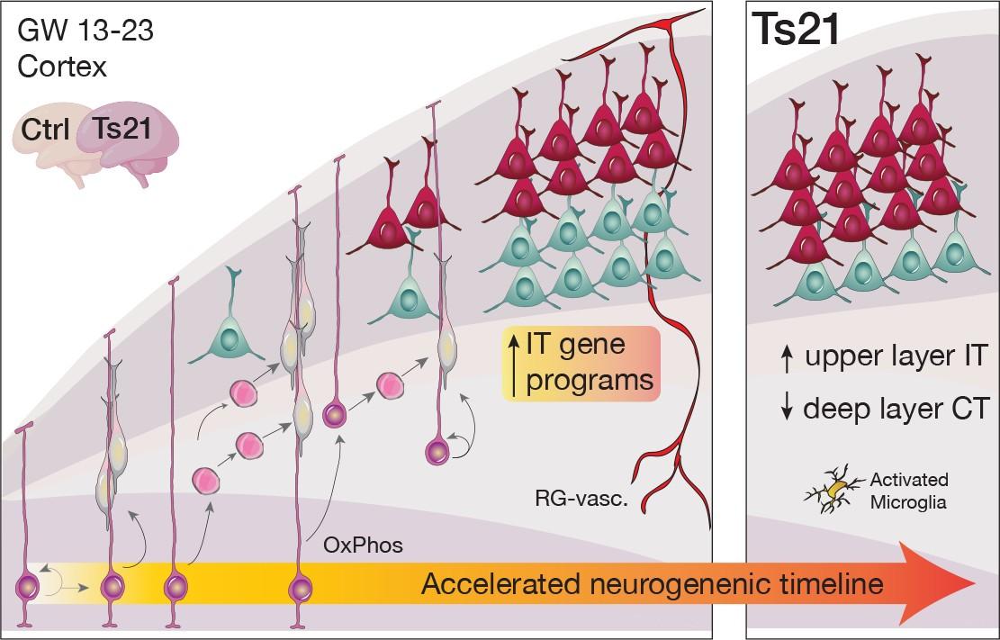 Schematic summarizing cellular and molecular alterations in the development of the Down syndrome neocortex.