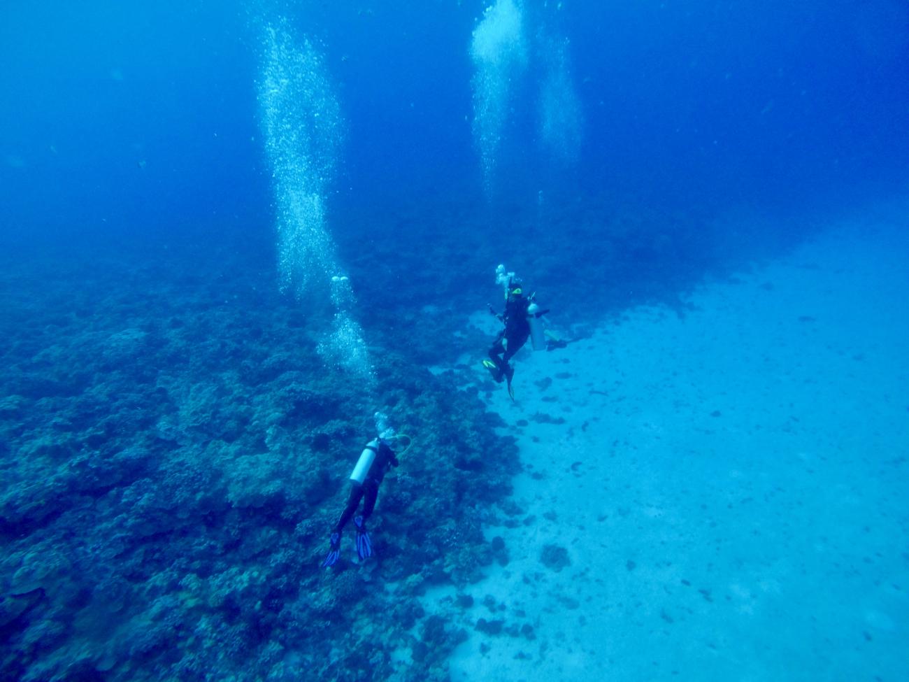 underwater photo of two people scuba diving