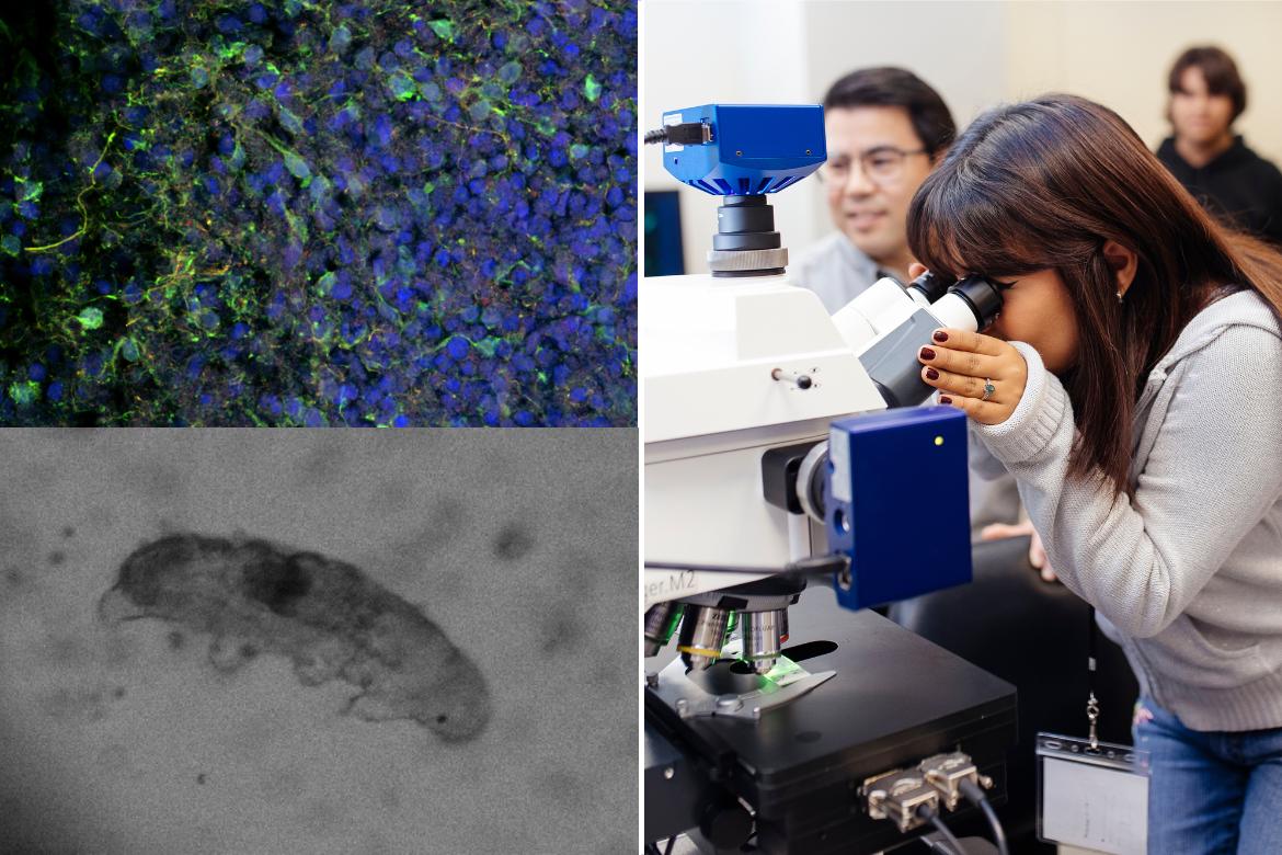 Clockwise from right: A high school student from East Los Angeles Renaissance Academy looks at neural cells under a high-resolution microscope; water bears; neurons in a 3D brain organoid.