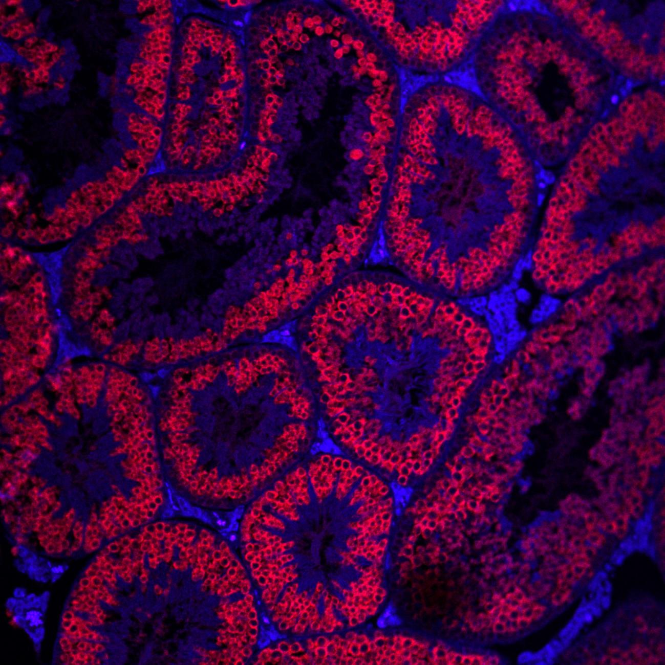 germ cells (red) in mouse seminiferous tubules