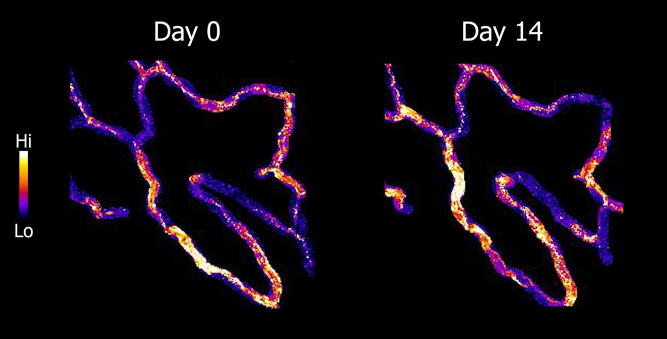 Microscopy image of endothelial cells signaling inside blood vessels.