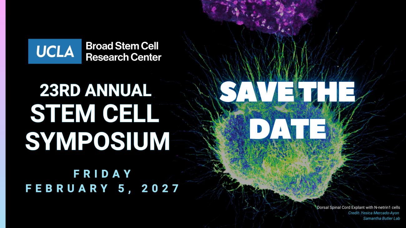 a graphic save the date promoting the 23rd annual stem cell symposium on february 5, 2027 with a dorsal spinal cord explant in green and purple in the background