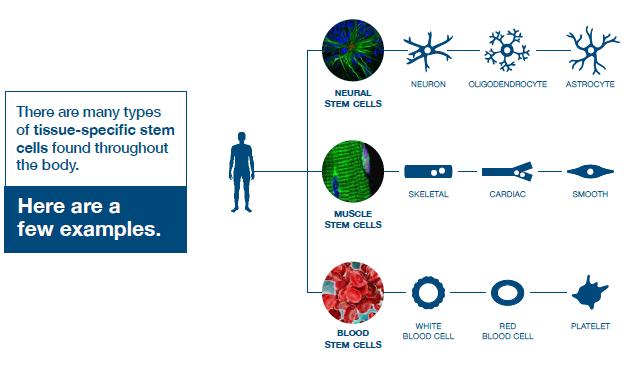 Graphic showing the tissue-specific stem cells found throughout the body