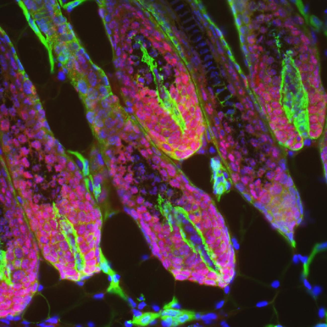 Fluorescence microscopy of hair follicles showing elongated structures with pink outer layers, green centers, and blue nuclei.