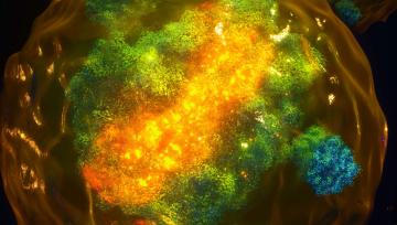 An artistic representation of the newly discovered trans-action by XIST, showing the X chromosome (yellow) and the extended and dispersed distribution of XIST (green) across the X chromosome and beyond, i.e. to autosomes, as seen with microscopy.
