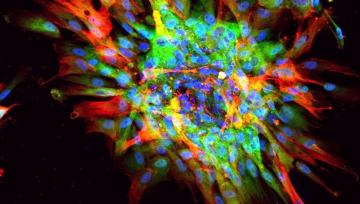 Microscope scar in a dish fibrosis