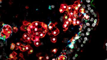 Microscope image of blood stem cells 