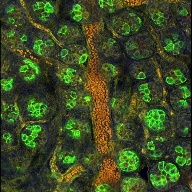 This image shows the stem cell niche within a Cre-recombinase-activated mouse small intestinal crypt