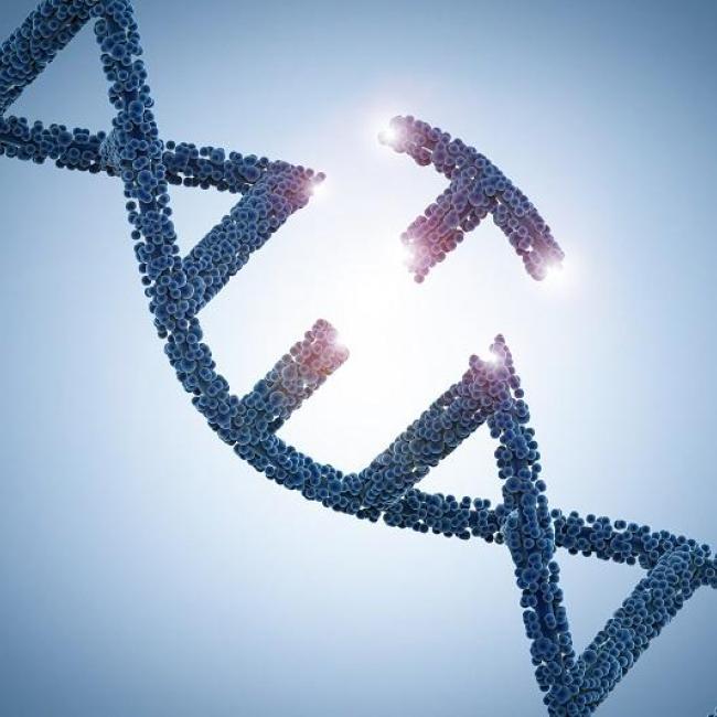 DNA double helix with one base removed