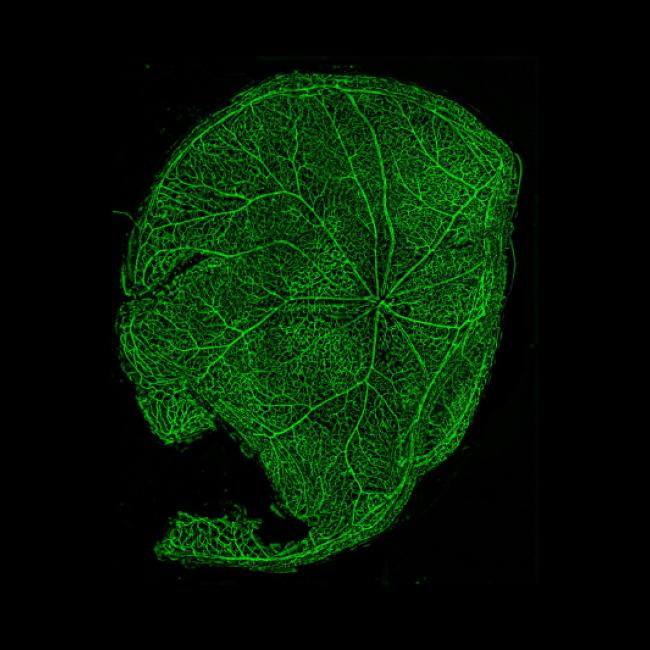  Microscopic View of Mouse Retinal Micro-vasculature