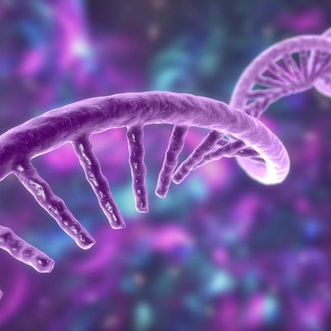 A graphic image showing a single strand RNA.