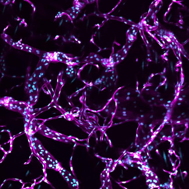 Fluorescence microscopy of a branching vascular network displaying interconnected bright purple vessels speckled with light blue nuclei.